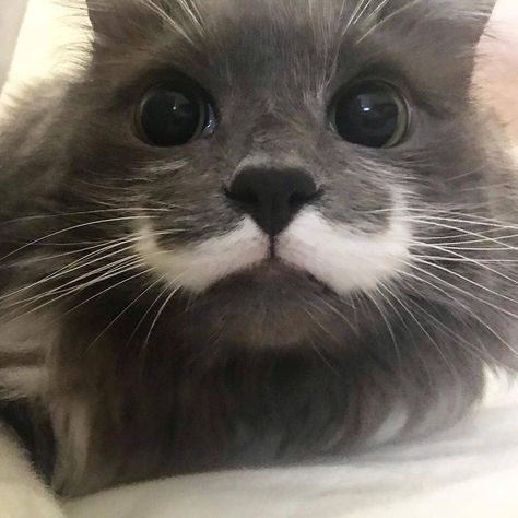 Cat with mustaches 😎 📩 Submit your cat's photo to our contest email to be featured💕 ⠀⠀⠀⠀⠀⠀⠀⠀⠀ Notification ON 💙  #kittens_of_world and follow us to be featured 😸  From: @hamilton_the_hipster_cat  #kitty #cats #kitten #kittens #kedi #katze #แมว #猫 #ねこ #ネコ #貓 #고양이 #Кот #котэ #котик #кошка #cutecats #cutest #meow #kittycat #topcatphoto #kittylove #mycat #instacats #instacat #ilovecat #kitties #gato #kittens #kitten Character Vibes, Cat Language, Cute Animal Photos, Silly Cats, Pics Art, Kitty Cats, Kitty Cat, For Cats, Cat Lover