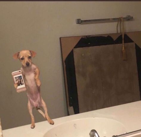 Dog Selfie, Mirror Selfie, Mirror, Funny