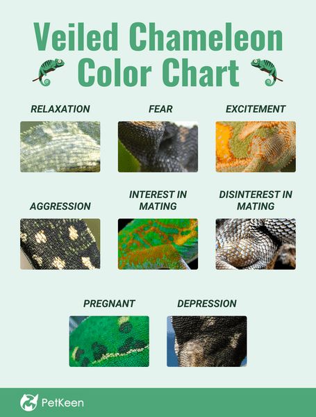 Chameleon Spiritual Meaning, Veiled Chameleon Care, Mood Color Chart, Chameleon Facts, Chameleon Food, Chameleon Changing Color, Chameleon Terrarium, Chameleon Enclosure, Chameleon Care