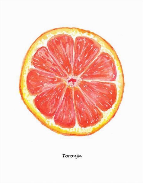 Add a splash of color and zest to your kitchen with this stunning grapefruit watercolor art. Perfect for brightening up your space, this vibrant piece captures the juicy essence of fresh grapefruit with its lively hues and intricate details. Whether you're a fan of citrus fruits or simply love bold, eye-catching decor, this artwork is sure to bring a refreshing vibe to your home. Ideal for food lovers and art enthusiasts alike, it makes a delightful addition to any kitchen wall. Grapefruit Illustration, Grapefruit Painting, Grapefruit Watercolor, Grapefruit Art, Oranges Watercolor, Art For Kitchen, Citrus Fruits, Painting Collage, Citrus Fruit