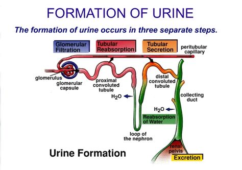 The formation of urine is necessary for maintaining the chemical and fluid balance of the body, It ensures the elimination of harmful substances, regulates essential electrolytes and pH levels, supports normal blood pressure, and conserves vital nutrients. Without proper urine formation, the body would quickly accumulate toxins and waste, leading to severe health problems. Urine Formation, Protein Metabolism, Acid Base Balance, Blood Pressure Control, Normal Blood Pressure, Muscle Contraction, Fluid Retention, Ph Levels, Urinary Tract