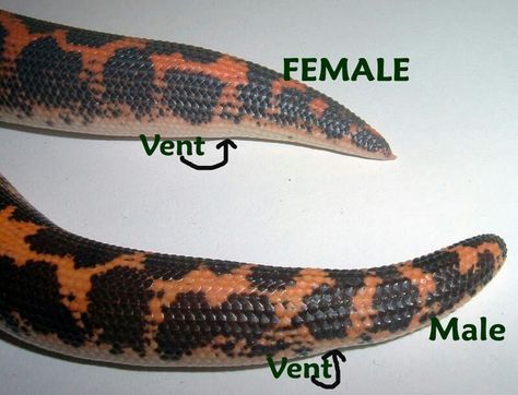 Sexing kenyan sand boas Sand Boa Enclosure, Boa Enclosure, Kenyan Sand Boa Enclosure, Kenyan Sand Boa, Sand Boa Snake, Corn Snake Pet Aesthetic, Snake Care, Iguana Pet, African Rock Python