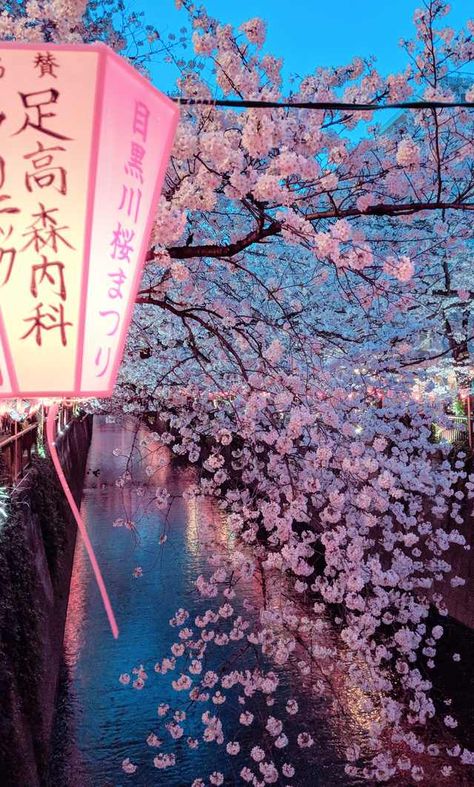 Japan Tourism, Cherry Blossom Trees, Tokyo Japan Travel, Japan Photography, Sakura Tree, Japon Illustration, Japan Aesthetic, Aesthetic Japan, Tokyo Travel