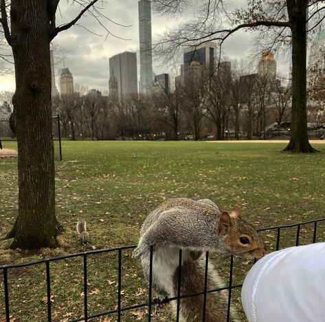 Central Park Aesthetic, Abroad Life, New York Central Park, Aesthetic New York, Park Aesthetic, Morning Aesthetic, New York Central, 2025 Vision, Central Park