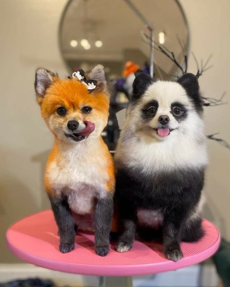 Dogs With Dyed Hair, Dyed Dogs Hair Creative Grooming, Poodle Hair Dye, Dog Hair Dye Ideas, Dog Dye Ideas, Dyed Dogs, Dog Grooming Salon Decor, Grooming Room, Dog Hair Dye