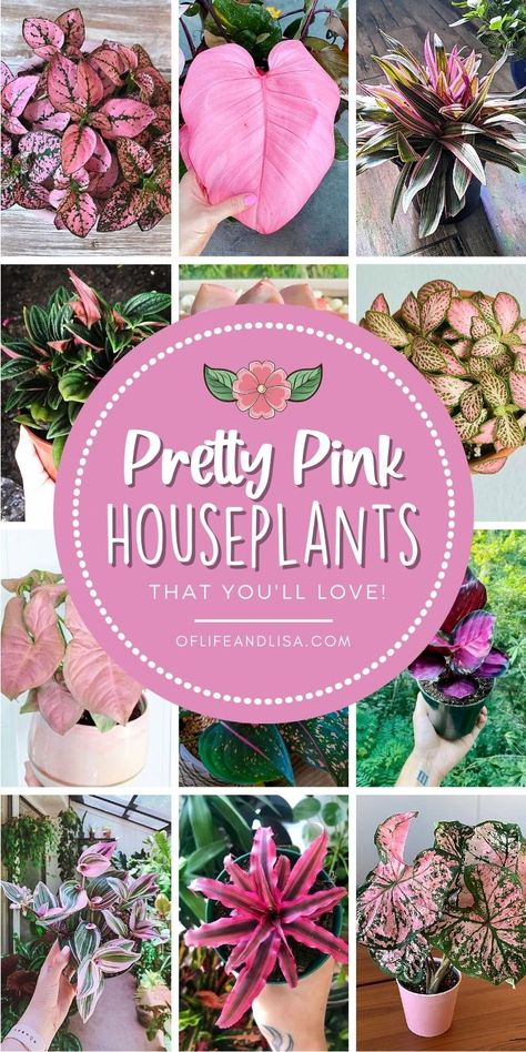 15 BEST Naturally Pink Houseplants You'll Love - Of Life and Lisa Plants With Pink Flowers, Apartment Plants, Inside Plants, Growing Plants Indoors, Pink Plant, House Plants Decor, Container Garden, House Plants Indoor, Pretty Plants