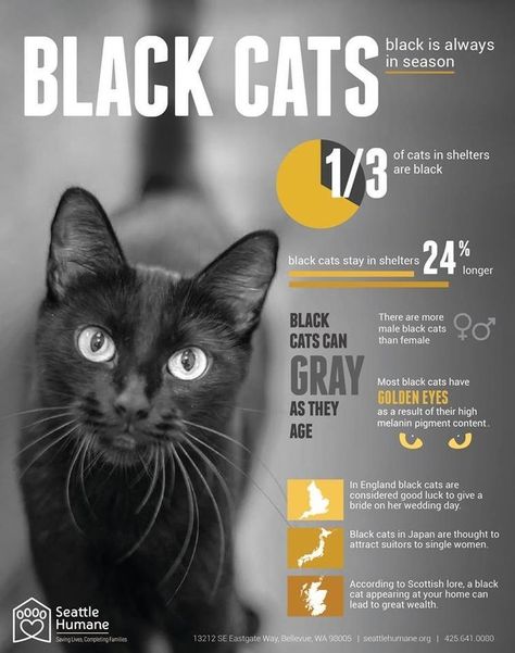 Black Cat Appreciation Day, Katt Grejer, Black Kitties, Cats Rule, A Black Cat, Cat Facts, Here Kitty Kitty, Cat Care, Love Black