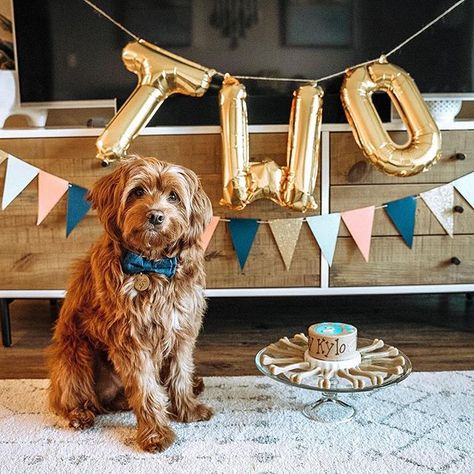 2nd Birthday Balloons, Dog Birthday Photoshoot, Dog Birthday Pictures, Pup Party, Decoration Jungle, Happy Birthday Buddy, Birthday Second, Dog First Birthday, Dogs Birthday