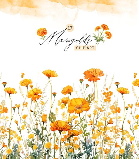 Watercolor Marigold, Clipart Frames, Floral Wedding Invitation Card, Marigold Flower, Clear Background, Frame Clipart, Flower Template, Pastel Wallpaper, Floral Wedding Invitations