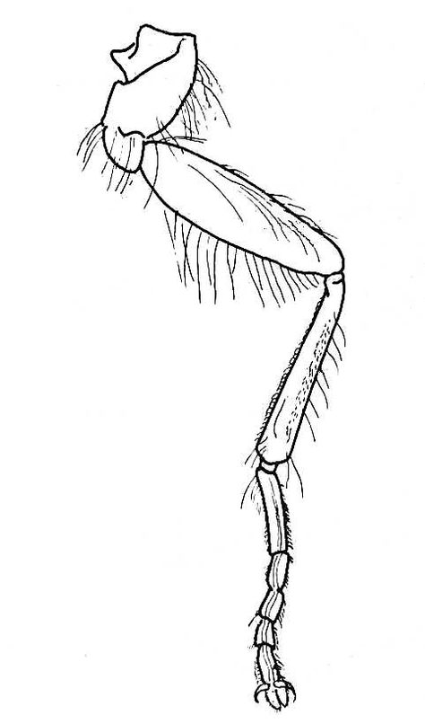 Insect Leg. Movement of Joints Insect Art Projects, Insect Legs, Insect Anatomy, Biology Teaching, Leg Movement, Leg Anatomy, Movement Drawing, Spider Legs, Landscape Architecture Drawing