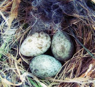 Sparrows in Witchcraft Bird Egg Identification, House Sparrow Nest, Baby Sparrow, Bluebird Nest, Sparrow Nest, Birds Eggs, Backyard Birds Sanctuary, Diego Brando, Birds Nests