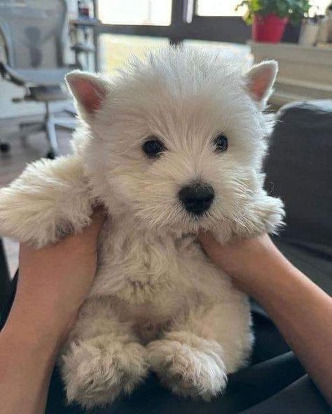 Follow @i.just.love.westies ❤️ for more Please don't move around without giving him some love! Credit: unknown (Dm for credit or removal / All rights® are reserved & belong to their respective owners) . 🛂 Follow Us: @i.just.love.westies . . . #westieoftheday #westie #whwt #westitude #westielovers #westielover #westiegram #westiepuppy #westieofinstagram #westiedog #westiesofinstagram #westiesofig #westiemoments #westielife #westietude #westielove #westhighlandwhiteterrier #westhighlandterrier... Poodle Mix Puppies, West Terrier, Puppy And Kitten, Westie Puppies, Westie Dogs, Highland Terrier, Very Cute Dogs, Pretty Dogs, Poodle Mix