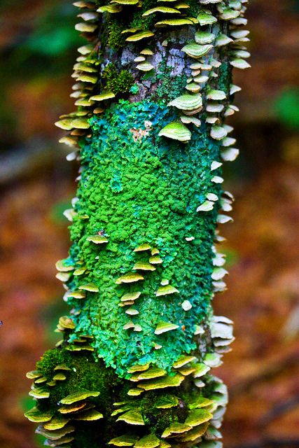 Lichen Lichen Moss, Plant Fungus, Moss Covered, Mushroom Fungi, Metal Tree, Green Nature, Natural Forms, Patterns In Nature, Amazing Nature