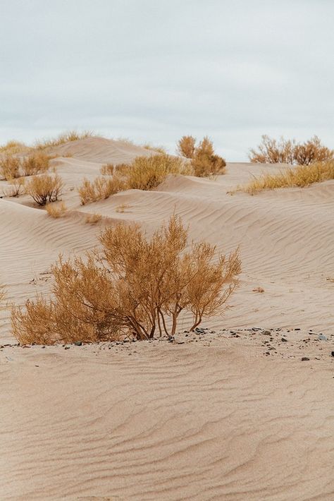 Carl Wilson, Desert Aesthetic, Desert Dunes, Desert Photography, Landscape Photography Tips, Desert Vibes, Fine Artwork, Desert Landscaping, In The Desert