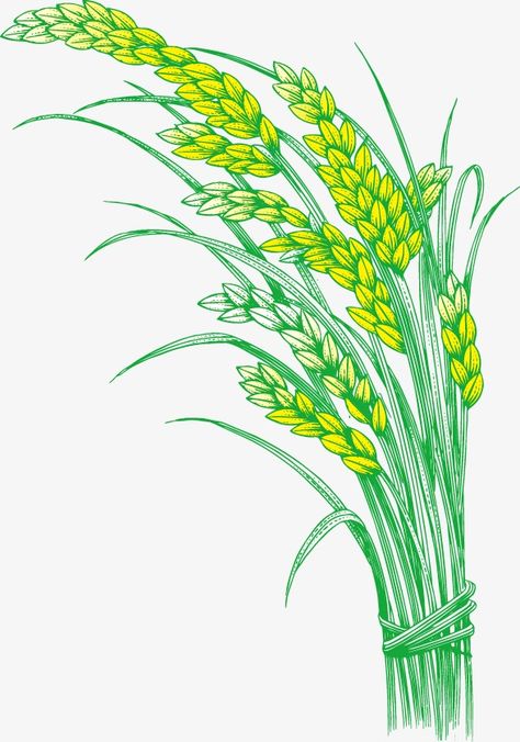 Rice Tattoo, Rice Drawing, Rice Png, Rice Illustration, Black Widow Tattoo, Rice Art, Golden Rice, Rice Plant, Agriculture Projects