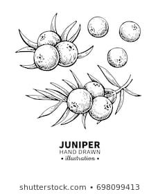 Juniper Vector Drawing Frame Isolated Vintage Stock Vector (Royalty Free) 1089140261 Juniper Drawing, Gin Tattoo, Poster Packaging, Skull Tattoo Flowers, Tattoo Flowers, Drawing Frames, Vintage Drawing, Bar Art, Organic Essential Oils