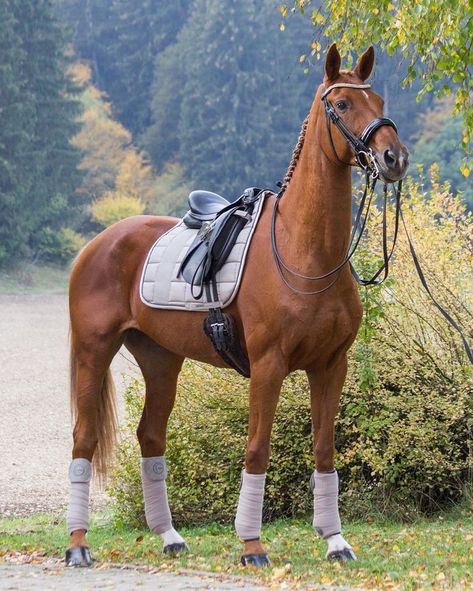 Horse Tack Sets English, Chestnut Horse Tack Colors, Dressage Horses Photography, English Horseback Riding, Horse Outfits, Equine Fashion, English Horse Tack, Jumping Horses, Show Jumping Horses