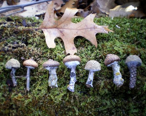 Acorn, stick + fluff (or something else) and you have a cool Mushroom craft! Great for our fairy garden! Felted Mushrooms, Mushroom Stuff, Forest Crafts, Felt Mushroom, Mushroom Crafts, Acorn Crafts, Stick Crafts, Sock Crafts, Stuffed Mushroom Caps