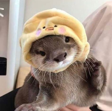 not mine, found on insta Otter Pfp, Immagini Grinch, A Ferret, Otters Cute, Cute Ferrets, Baby Otters, Cute Small Animals, Super Cute Animals, Pretty Animals