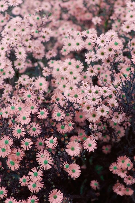 Fleurs Diy, Trendy Flowers, Garden Care, Green Flowers, Love Flowers, Flower Wallpaper, Flowers Photography, My Flower, Pretty Flowers