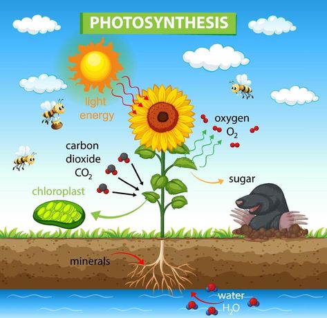 Diagram showing process of photosynthesis in plant Process Of Photosynthesis, Nutrition In Plants, Biology Plants, Holiday Homework, Plant Activities, Plant Vector, Plant Cell, Easy Arts And Crafts, Light Energy