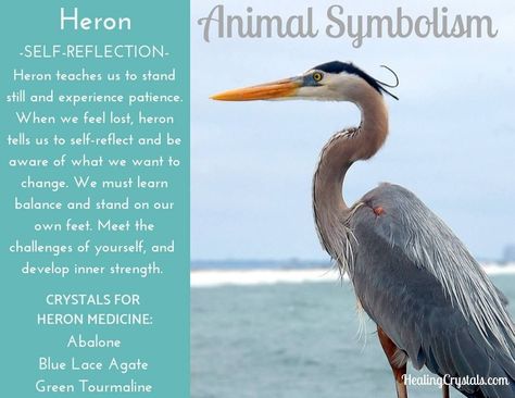 Symbolism Animals, Animal Symbolism And Meanings, Heron Symbolism, Animal Totem Spirit Guides, Spirit Animal Meaning, Animal Symbol, About Crystals, Animal Meanings, Spirit Animal Totem