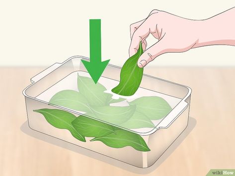 How to Preserve Magnolia Leaves: 9 Steps (with Pictures) - wikiHow Preserve Magnolia Leaves, Magnolia Leaves Centerpiece, Magnolia Leaves Christmas, How To Preserve Leaves, Magnolia Christmas Decor, Thanksgiving Floral Arrangements, Diy Magnolia Wreath, Magnolia Leaf Garland, Magnolia Decor