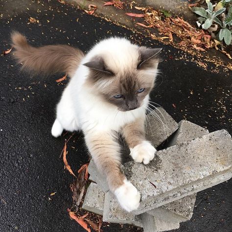 burmese cat birman cat price birman cat personality birman cat for salebirman cat colors birman cat breeders birman cat vs ragdoll do birman cats shed #heiligebirma #birma #birmakatze #heiligebirmakatze #heiligebirmaan #birmancats #birmancat #birman #birmancatsofinstagram #birmancatlovers #birmacatlove #birman_feature #birmanlovers #birmansofinstagram #birmankitten #birmankitty #birman_cats_lovers #birman_cats_love #birmchencrew Birman Cat Colors, Birman Cat Kitten, Bermin Cats, Birman Cat Aesthetic, Cat Types, Christmas Cat Tree, Birman Kittens, Cat Personality, Snowshoe Cat