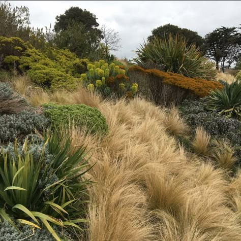 Olive Trees Garden, Hillside Farms, Beach House Landscaping, Hill Garden, Dubai Garden, Landscaping On A Hill, Tuscan Farmhouse, Hillside Garden, Alpine Garden