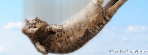 10 Odd Facts about Internets Favorite Pet The Cat - Blog de photos en images Cat Falling, Cats In Ancient Egypt, Funny Cat Fails, Cat Stock, Taking Over The World, Fluffy Cat, Best Funny Videos, All About Cats, Cat Pin