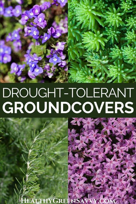 Ground Cover Drought Tolerant, Colorado Gardening, Groundcover Plants, Replace Lawn, Grass Alternative, Water Wise Landscaping, High Country Gardens, Lawn Alternatives, Drought Resistant Plants