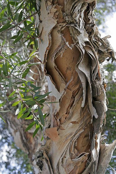 Melaleuca "Paperbark" tree-Melaleuca quinquenervia, commonly known ... Ormanlık Alan, Foto Macro, Australian Trees, Old Tree, Old Trees, Unique Trees, Tree Hugger, Nature Tree, Tree Forest