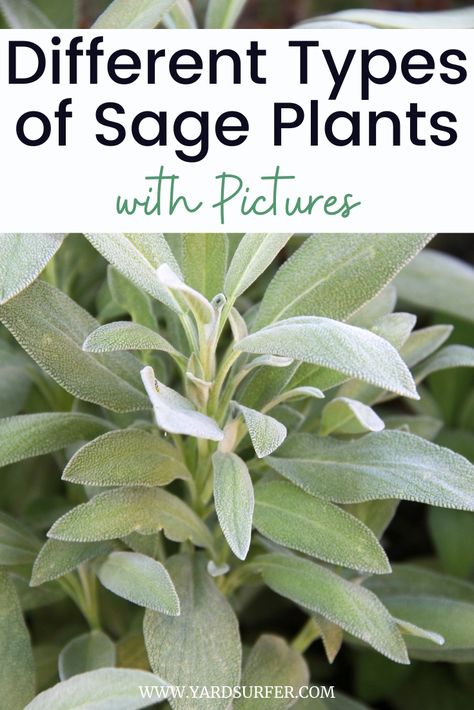 Growing Sage For Smudging, Wild Sage Plant, Types Of Sage Plants, Sage Varieties, Sage Plant Care, What To Do With Sage, Different Types Of Sage, Sage Tree, White Sage Plant