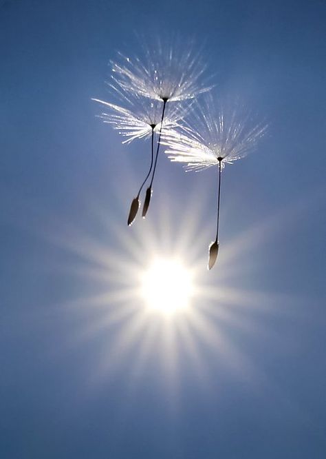 ♥ Blowing In The Wind, Soyut Sanat Tabloları, Foto Tips, Trik Fotografi, Jolie Photo, Garden Cottage, Pics Art, Make A Wish, Beautiful Photography