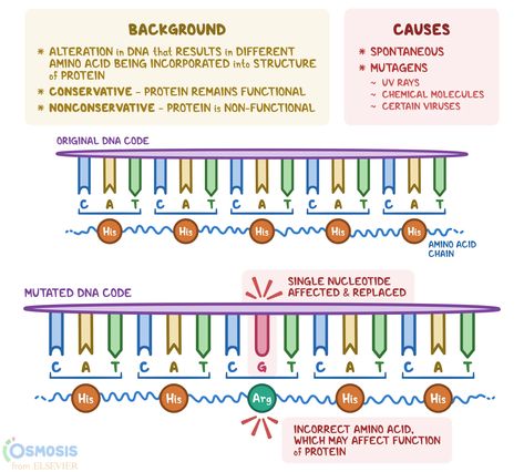 A missense mutation is an alteration in the DNA that results in a different amino acid being incorporated into the structure of a protein Amino Acid, Science For Kids, Amino Acids, Coding