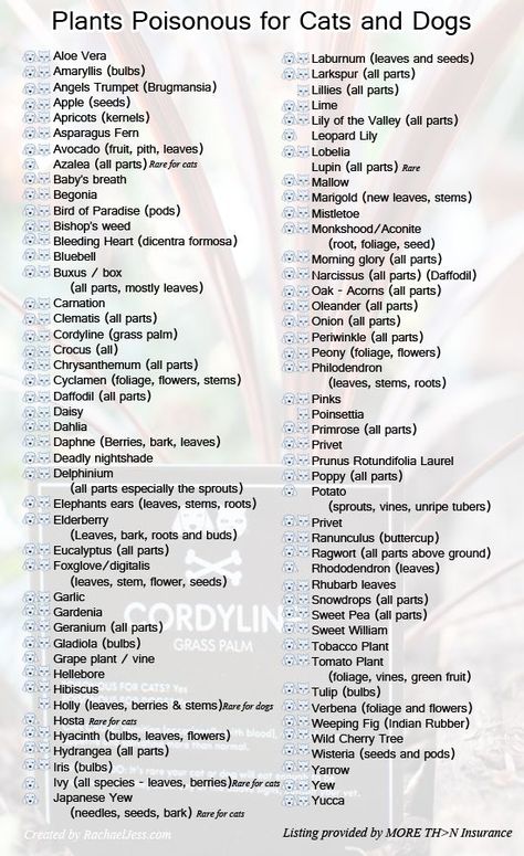 VERY important, especially if you get/have a puppy or kitten: My husband an I almost "lost our 11 mo old Siberian, Seska to *Daff. bulbs! -*What plants are poisonous to cats and dogs?- Working Dog, Yellow Dog, Poisonous Plants, Dog Info, Dog Care Tips, Pet Hacks, Diy Dog, Cat Facts, Cat Health