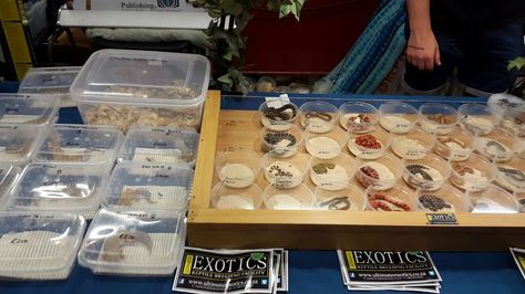 Spring Reptile expo 2016 Reptile Expo Booth, Reptile Expo, Reptiles And Amphibians, Amphibians, Reptiles, Quick Saves