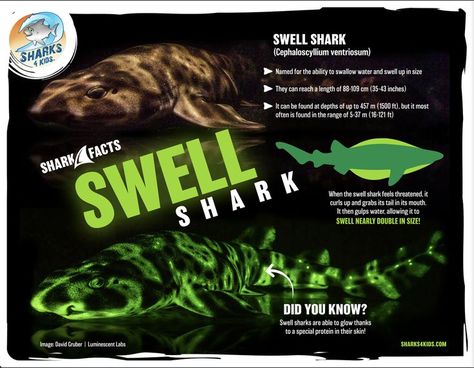 Learn more about the swell shark ( it glows!!) with our free downloadable poster! Shark Facts For Kids, Swell Shark, All About Sharks, Cool Sharks, Shark Facts, Shark Lover, Fast Facts, Facts For Kids, Shark Week