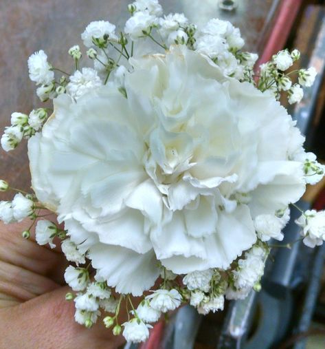 Single live white Carnation baby's breath boutonniere Carnation And Baby Breath Bouquet, White Wedding Corsages For Mothers, Boutonniere Carnation, Mini Carnation Wrist Corsage, Carnation Corsage, White Carnation Corsage, White Rose And Baby’s Breath Boutonniere, Baby Breath, Baby's Breath