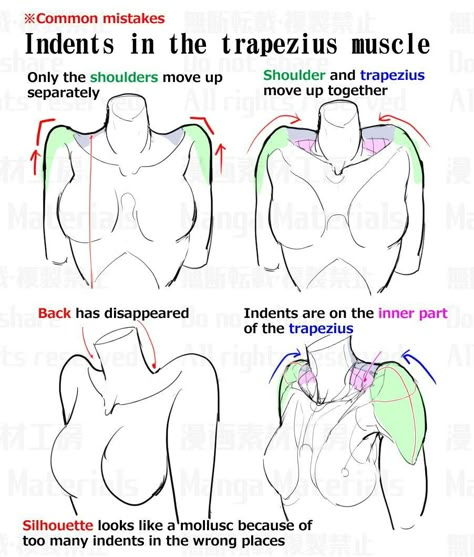 Female Anatomy Reference, Drawing Instructions, Anatomy Tutorial, Female Torso, Human Anatomy Drawing, Body Drawing Tutorial, Anatomy Sketches, Anatomy For Artists, Body Reference Drawing