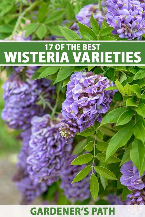 Wisterias come in a range of exciting varieties, including native types that won’t become invasive. They can have white, pink, lavender, or blue blossoms. Some bloom once, and others return for a second flush later in the year. Discover 17 of the best options now on Gardener’s Path. #wisteria #flowers #gardenerspath American Wisteria, Wisteria Trellis, Benefits Of Vegetables, Chinese Wisteria, Wisteria Plant, Wild Foraging, Wisteria Flowers, Vegetable Benefits, Wisteria Tree