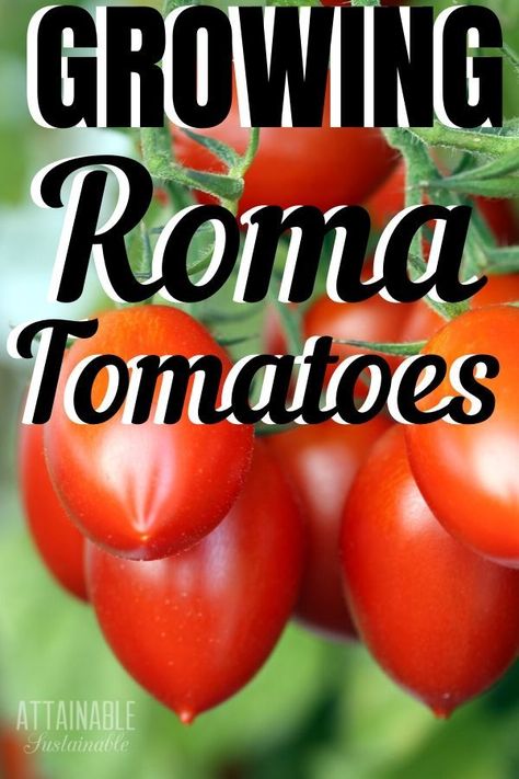 Grow Roma Tomatoes, Growing Roma Tomatoes, Tomato Container Gardening, Attainable Sustainable, Stock Your Pantry, Varieties Of Tomatoes, Tomato Seedlings, Natural Farming, Garden Netting