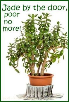 Jade Plant Money Plant Feng Shui Plants, How To Feng Shui Your Home, Feng Shui Living Room, Lucky Plant, Jade Plant, Plants Quotes, Feng Shui Decor, Feng Shui Tips, Garden Wallpaper