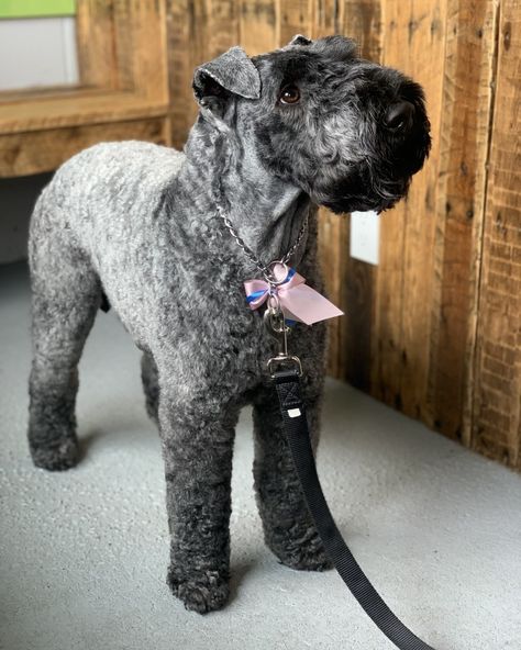 Kerry Blue Terrier Grooming, Poodle Cuts, Pet Things, Kerry Blue Terrier, Wheaten Terrier, Grooming Salon, Animal References, Pretty Dogs, Beautiful Animals