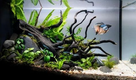 Planted 5 Gallon Betta Tank, Betta Aquascape Ideas, 5 Gallon Betta Aquascape, 5 Gallon Aquarium Aquascape, Fish Tank Scape Ideas, Fish Tank Scapes, 5 Gallon Planted Tank, 3 Gallon Betta Tank, Small Tank Aquascaping