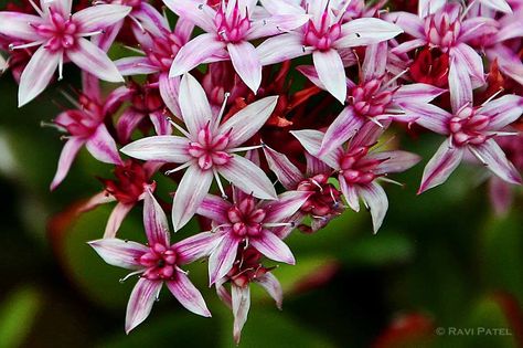 Love the fullness of the Jade flower blooming. Beautiful definitely want more than a single flower in tattoo Jade Flower Tattoo, Plants Tattoo, Names Tattoo, Jade Plant Care, Kid Name Tattoo, Flowering House Plants, Jade Flower, Indoor Flowering Plants, Flower Blooming