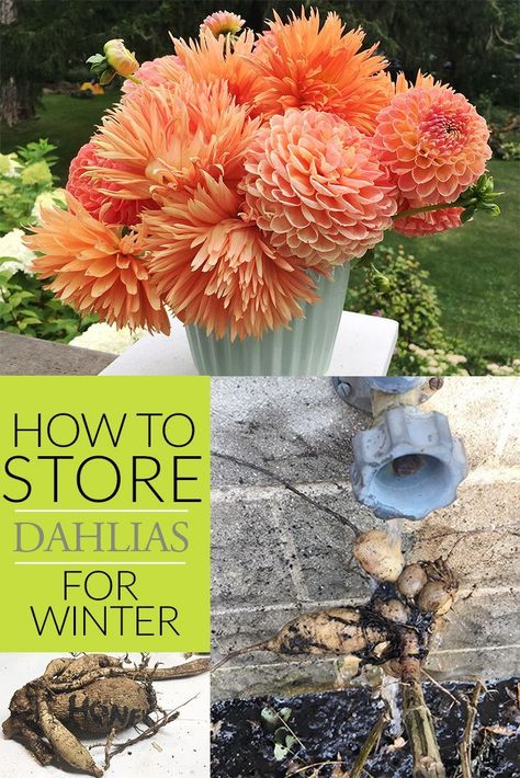 How to store dahlias for amazing blooms year after year. #dahlia #winter #dahlias Raised Garden Beds Cinder Blocks, Dahlia Bulbs, Garden Diy Projects, Winter Blooms, Flower Growing, Flowers Winter, Inside Garden, Growing Dahlias, Winter Gardening