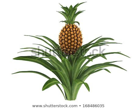 Pineapple bush isolated plant. Pineapple Bush, 3d Objects, New Pictures, Royalty Free Photos, Image Illustration, Stock Illustration, Pineapple, Every Day, Royalty Free Stock Photos