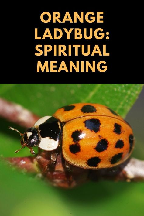 Ladybug Spiritual Meaning, Ladybug Meaning, Bird Meaning, Ring Around The Moon, Ladybug Drawing, Ladybug House, Ladybug Insect, Spirituality Crystals, Witchy Spells