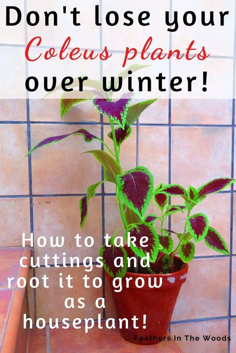 Coleus plant growing in a pot inside a bathroom. Over Wintering Coleus, How To Overwinter Coleus, How To Propagate Coleus Plant, Coleus Plants Indoor, Propagating Coleus Plant, Coleus Propagating, Propagate Coleus, Coleus Containers, Coleus Care